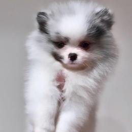 Blue Merle Parti Boy Dark markings AKC - Blue merle male Pomeranian puppy in Princeton, New Jersey from PureLove Poms.
