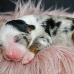 Charm - Blue merle female Miniature Australian Shepherd puppy in Melbourne, Florida from True Spirited Aussies