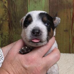 Lt Blue Collar Male - Blue male Australian Cattle Dog puppy in Riverton, Utah from Rundown Ranch Cattle Dogs