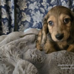 Happy - Cream male Dachshund puppy in Willard, Utah from Simply Sharing Love