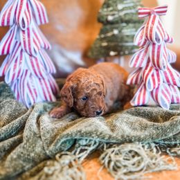 Yelena - Apricot female Goldendoodle puppy in Valley Center, California from AweStrunk Farms