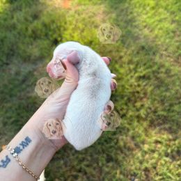 Aspen - Cream male Dachshund puppy in Pontotoc, Mississippi from Toddy Kennels