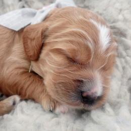 Tulip - Golden female Cockapoo puppy in Garden City, Idaho from Janet's Cockapoos