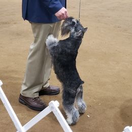 Jax - Miniature Schnauzer