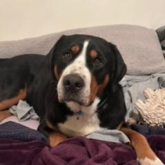 Gidget - Greater Swiss Mountain Dog