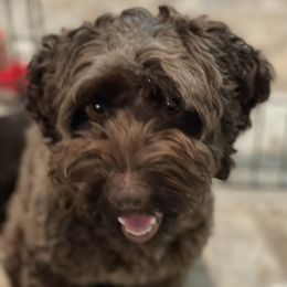 Roux - Australian Labradoodle