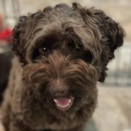 Roux - Australian Labradoodle