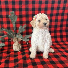 Hot Brown - Cream female Goldendoodle puppy in Camden, North Carolina from Oopsie Doodles of NC