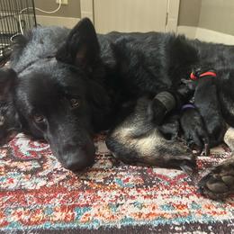 Sparrow - Black and tan female Shiloh Shepherd puppy in Griffin, Georgia from Orchard Hills Shilohs