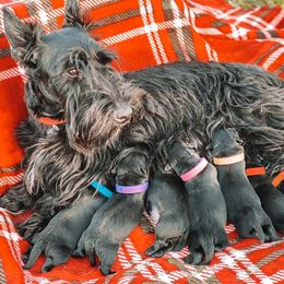 Scottish Terrier Puppies from Broken S Scotties