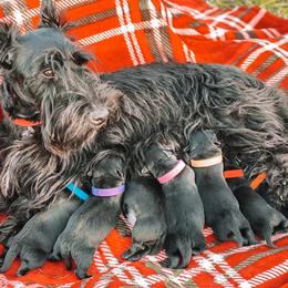 Scottish Terrier Puppies from Broken S Scotties