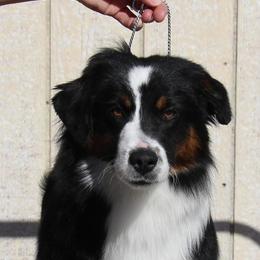 Miniature American Shepherd puppies from Shawnkara Australian Shepherds & Miniature American Shepherds