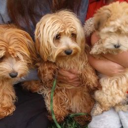 Havanese from Blue River Havanese