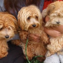 Havanese from Blue River Havanese