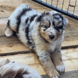 PLEAKLEY Blue merle (with tail) - Blue merle male Australian Shepherd puppy in Rainsville, Alabama from Chaparro Farm Aussies