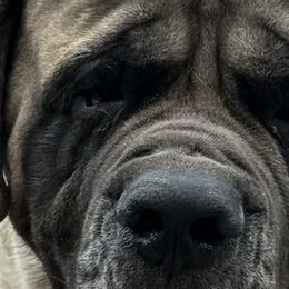 Mastiffs from Mineral Springs Mastiffs