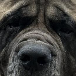 Mastiffs from Mineral Springs Mastiffs
