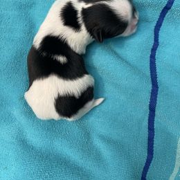 Roman - Black and white male Shih Tzu puppy in Hematite, Missouri from Free Range Shih Tzus