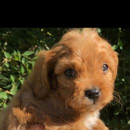 Cavalier King Charles Spaniel and Cavapoo Puppies from Small Town Cavaliers