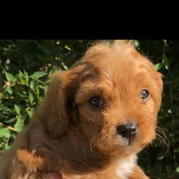 Cavalier King Charles Spaniel and Cavapoo Puppies from Small Town Cavaliers