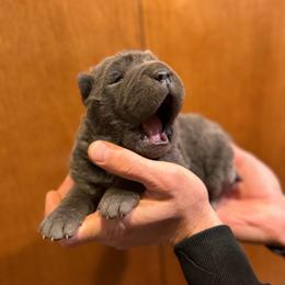 Aspen - Blue dilute male Chinese Shar-Pei puppy in Auburn, Kansas from Justin's Chinese Shar-Pei