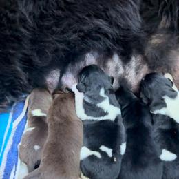 Newfoundland Puppies from Bluegrass River Newfoundlands