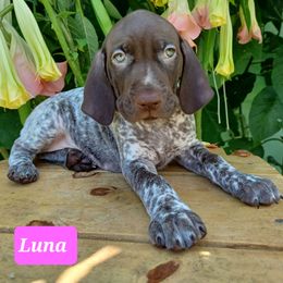 Luna - Liver roan female German Shorthaired Pointer puppy in Elberta, Alabama from Old Orchard Farm