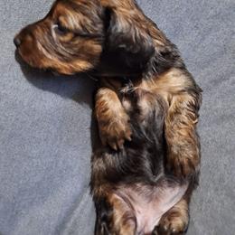 Jesse - Sable female Dachshund puppy in Liberty, North Carolina from Heavenly Doxies