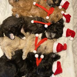 Schnoodle Puppies from Noodle Tings Puppies