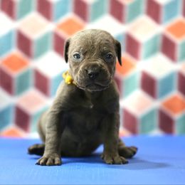 Yellow Collar - Gray female Cane Corso puppy in Lusby, Maryland from Coastal View Kennels