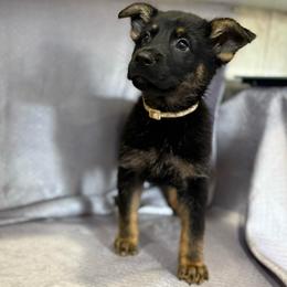 Bren - Yellow Collar - Black and tan female German Shepherd puppy in Greenwood, Arkansas from West Haus Shepherds