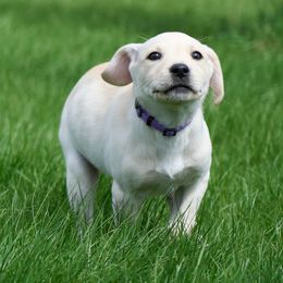 Labrador Retriever Puppies from King K9 Academy