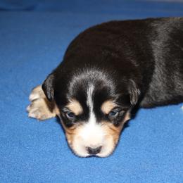 Spoof - Black tri female Miniature American Shepherd puppy in Hillsdale, Michigan from Faithwalk Aussies and Mini American Shepherds
