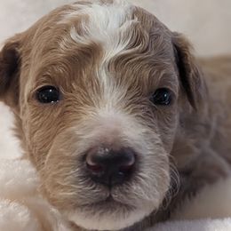 Goldendoodles and Poodles from Alger Farm, LLC