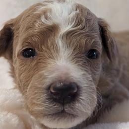 Goldendoodles and Poodles from Alger Farm, LLC