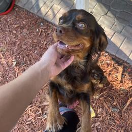 Nash - Cavalier King Charles Spaniel