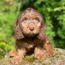 Kiwi - Brown male Cavapoo puppy in Bellingham, Washington from My Sweet Poodles and Doodles