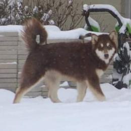 Sully - Alaskan Malamute