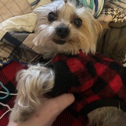 German Shepherd, Toy Australian Shepherd, and Yorkshire Terrier Puppies from CountryHart Kennels