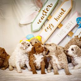 Poodle Puppies from Wild Orchid Poodles