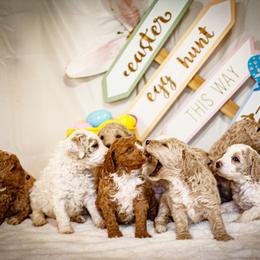 Poodle Puppies from Wild Orchid Poodles