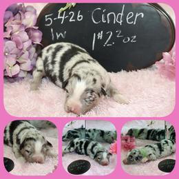 Cinder - Blue merle female Australian Shepherd puppy in Levelland, Texas from Once Upon a Time Aussies