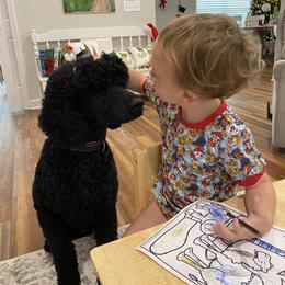 Kylo - Poodle