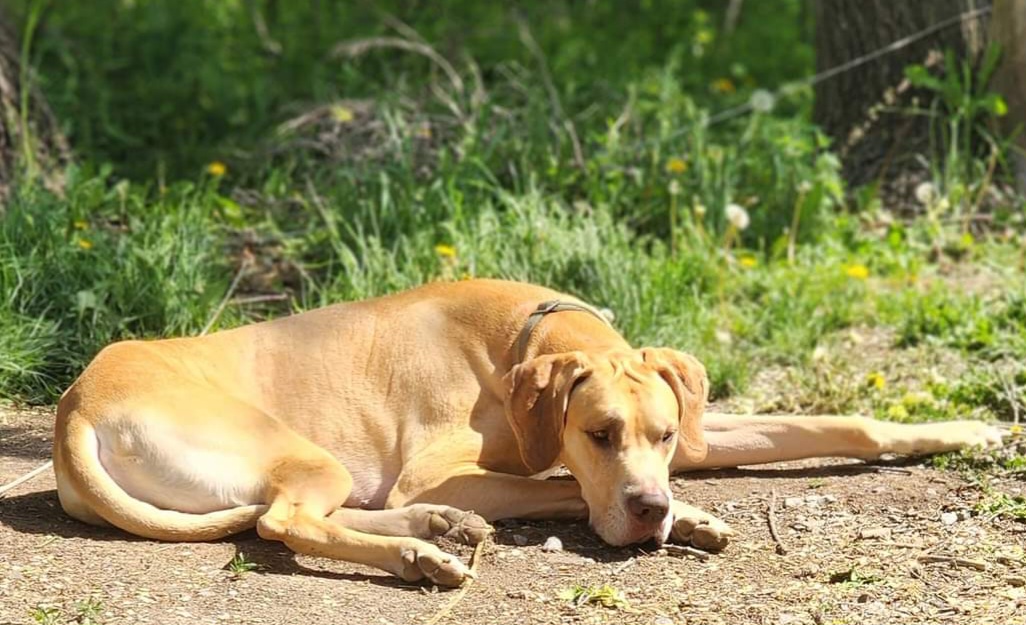 ODIN - Great Dane