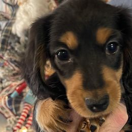 Vixen - Dachshund puppy in Tennessee from The Dapper Dachshund