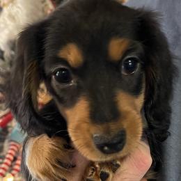 Vixen - Dachshund puppy in Tennessee from The Dapper Dachshund