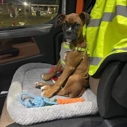 Boxer Puppies from Boxer Blessings Kennel