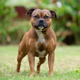 Chapman - Staffordshire Bull Terrier