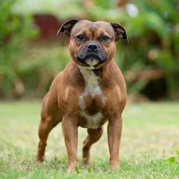 Chapman - Staffordshire Bull Terrier