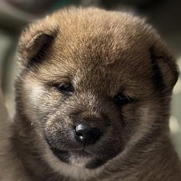 Tally - Red female Shiba Inu puppy in Gladewater, Texas from Mirage Siberians